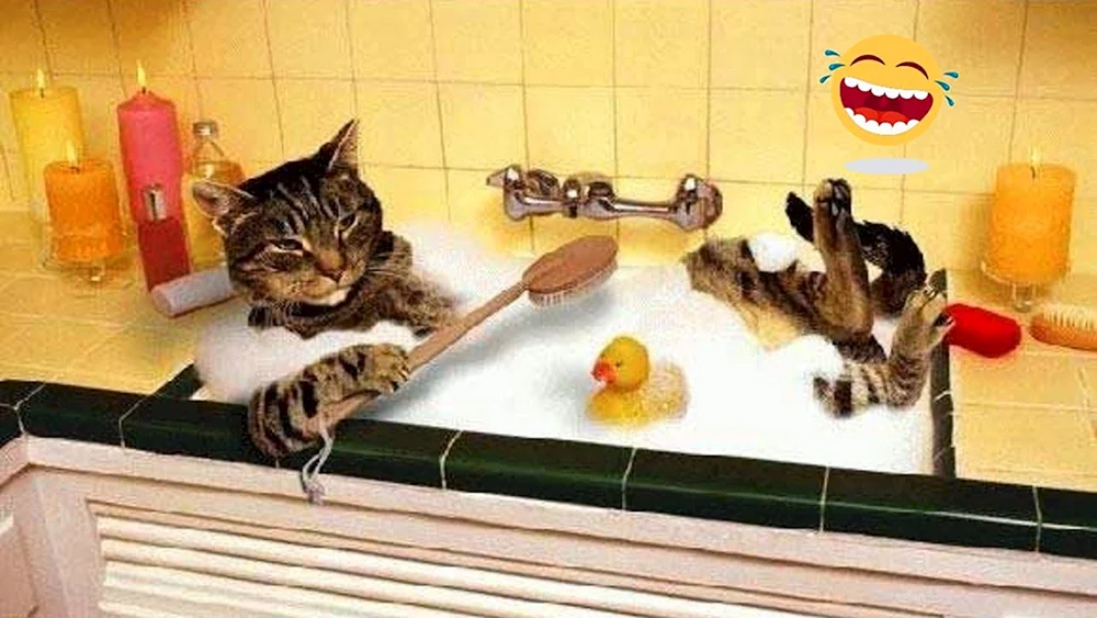 Katze in der Wanne