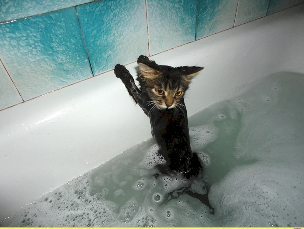 Katze in der Wanne