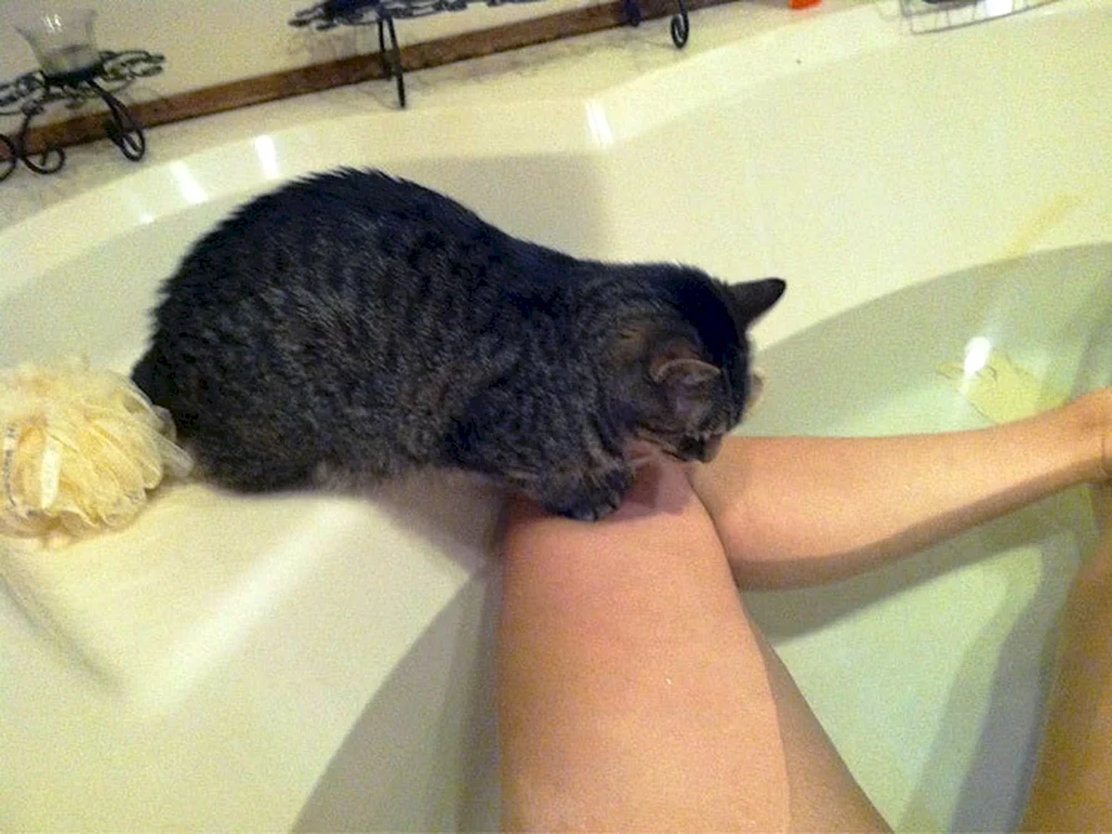 Katze waschen Katze