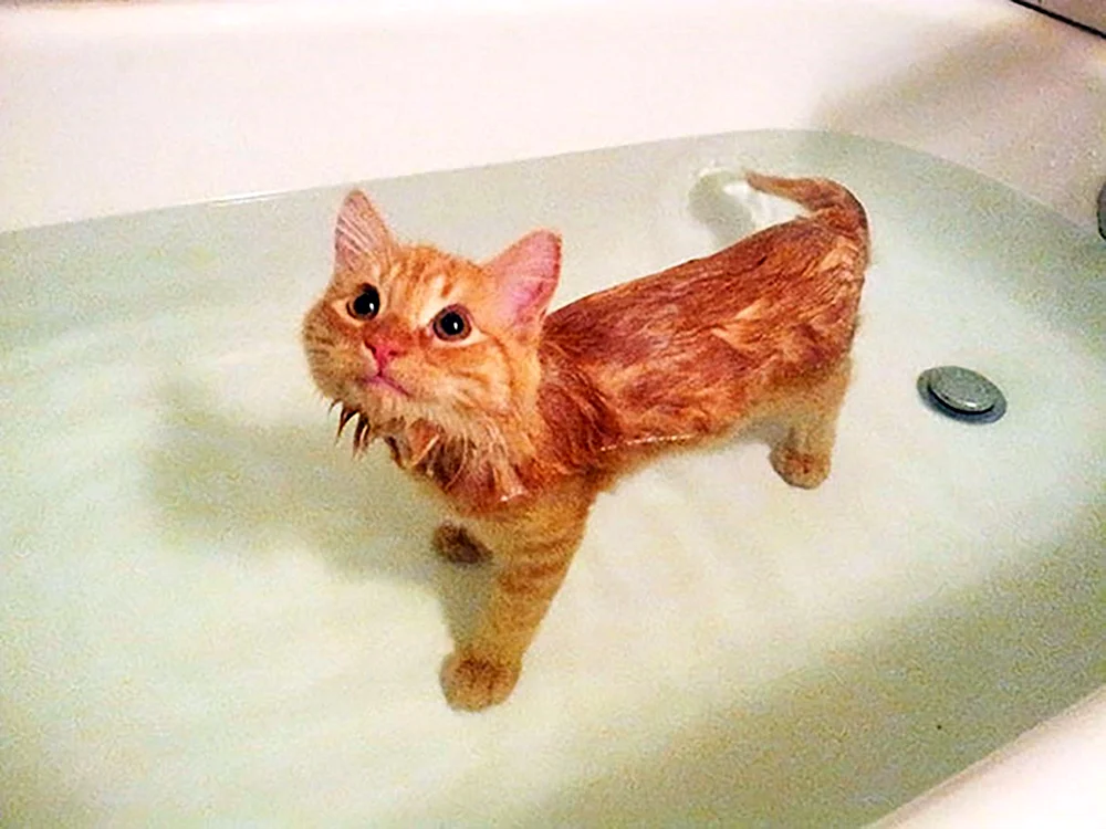 Katze im Waschbecken