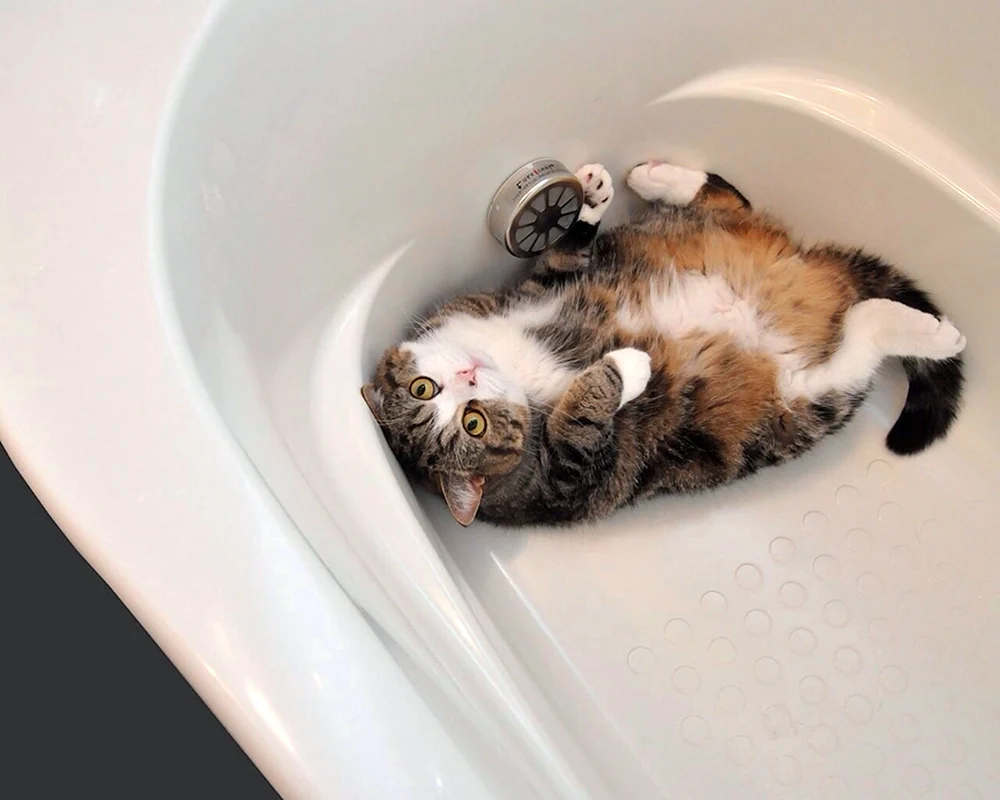 Katze beim Baden in der Badewanne