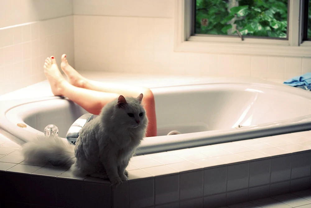 Katze in der Badewanne