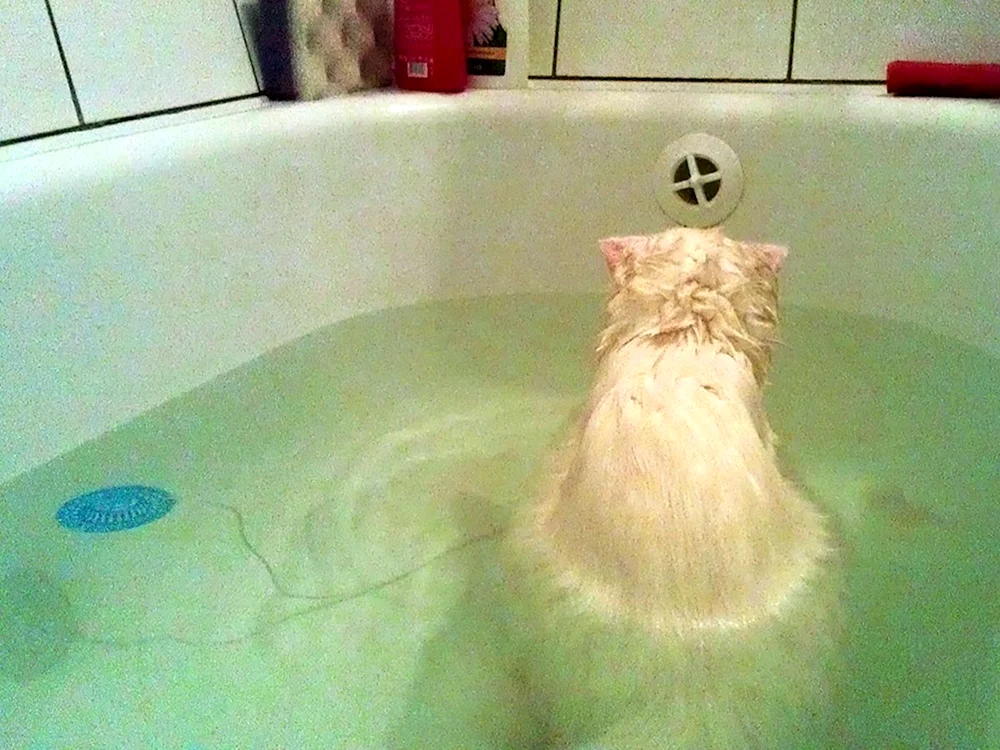 Tier in der Badewanne