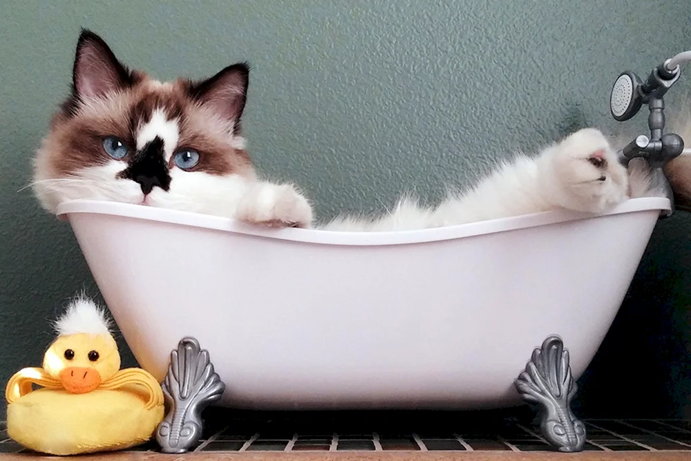 Katze beim Waschen in der Badewanne
