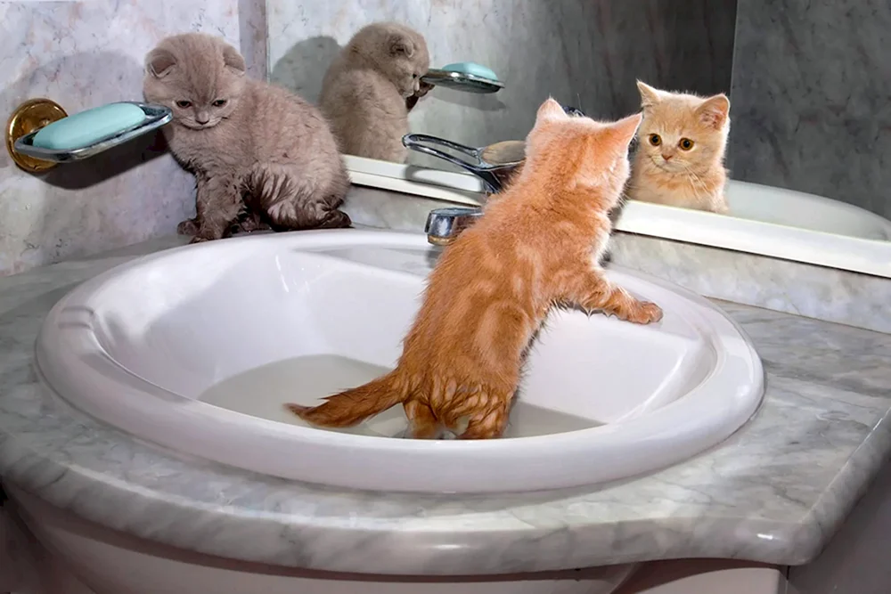 Rote Katze im Waschbecken
