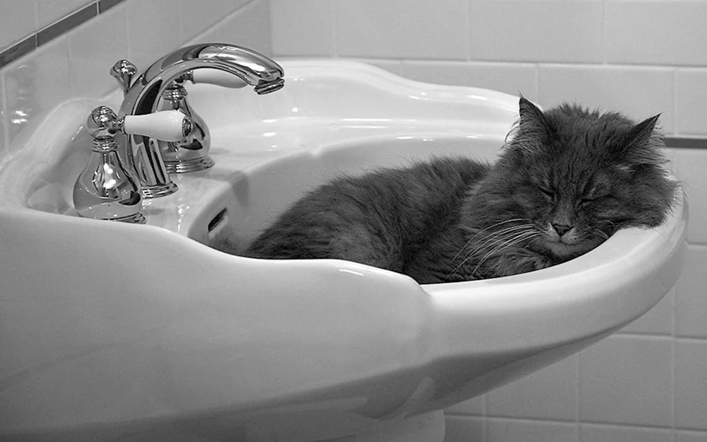 Katze in der Wanne