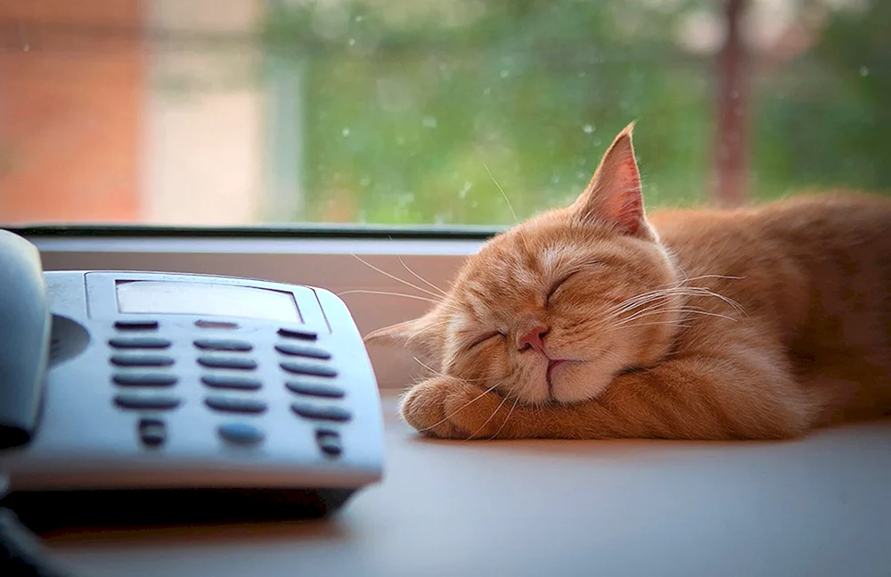 Spiegelkatze