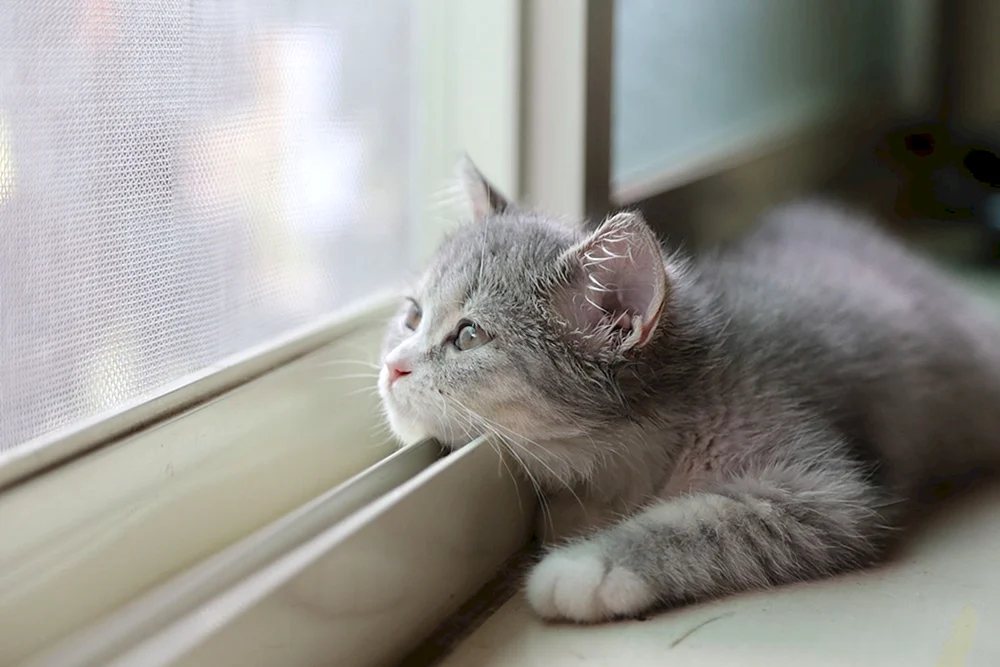 Katze schmachtet