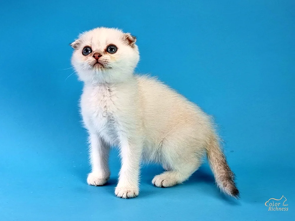 Scottish Fold Katze weiß