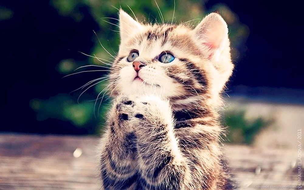 Cool Katze