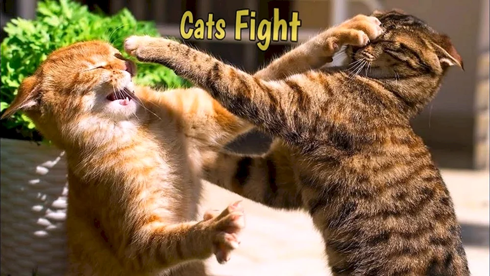 Katzen kämpfend