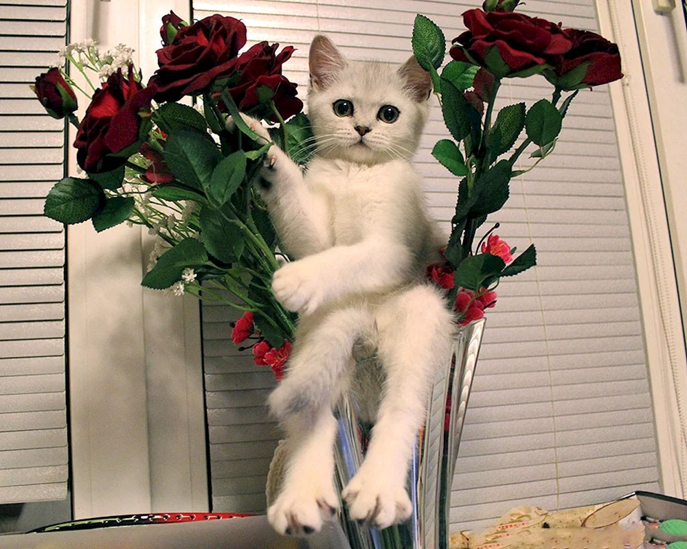Katzen und Blumen