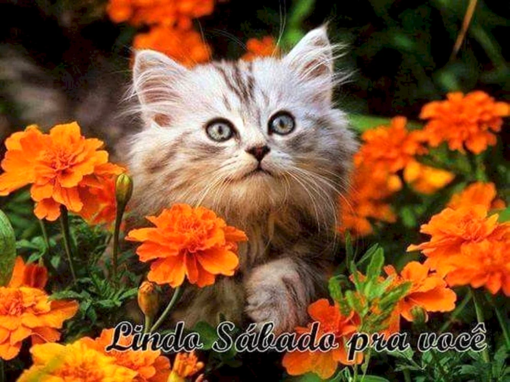 Katzen und Blumen