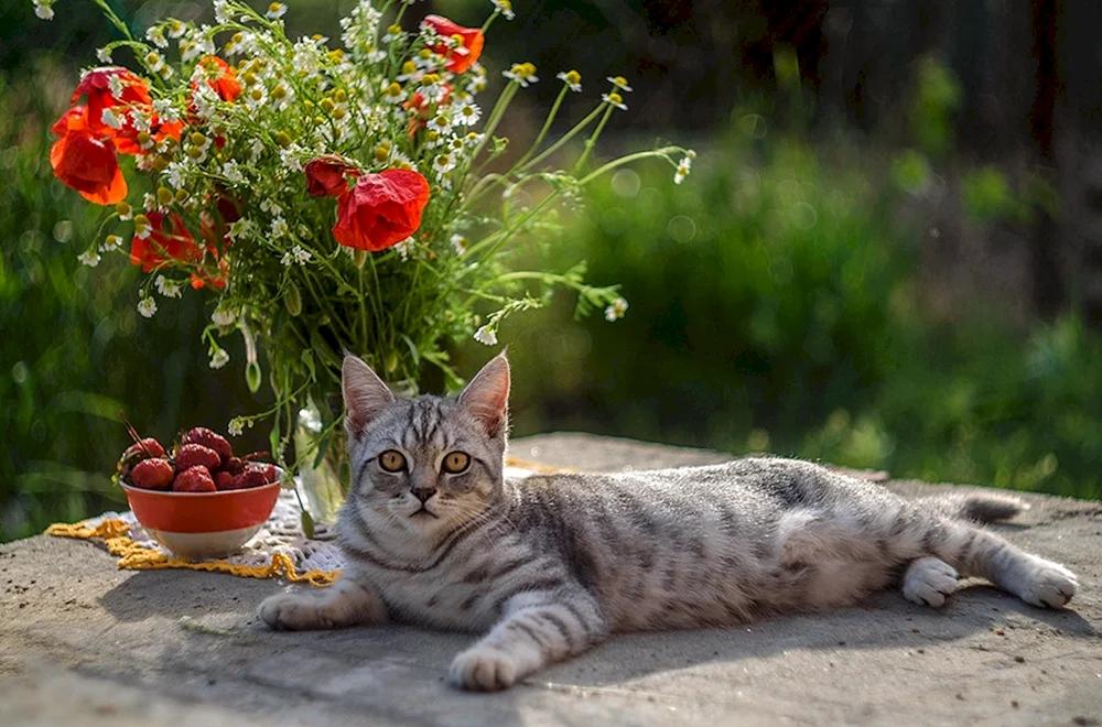 Katzen und Blumen