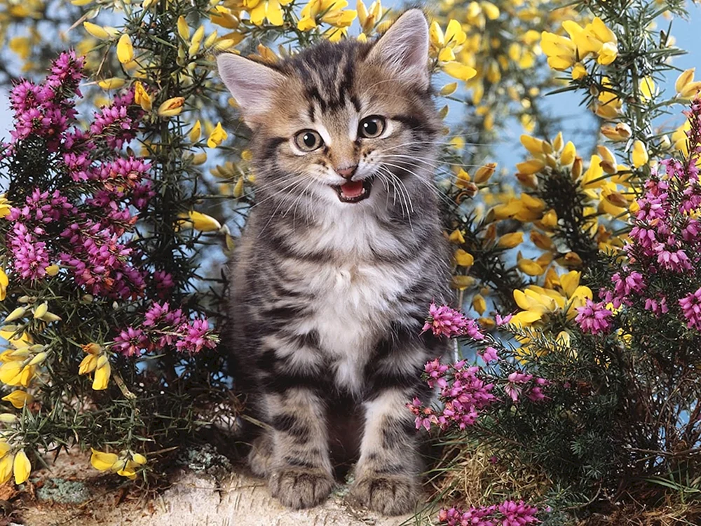 Katzen und Blumen