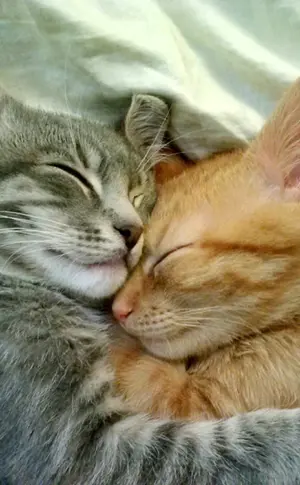 Katzen knuddeln