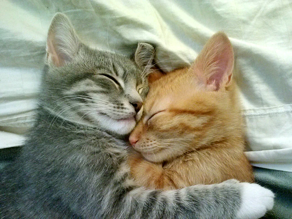 Katzen knuddeln