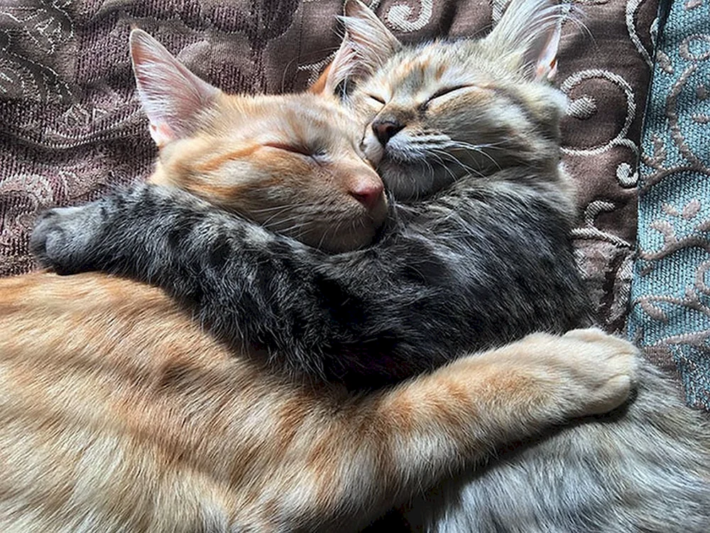 Katzen knuddeln