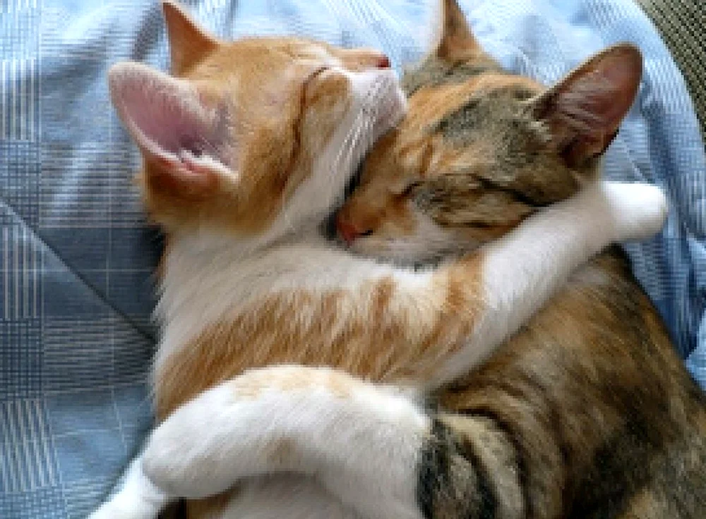 Katzen knuddeln