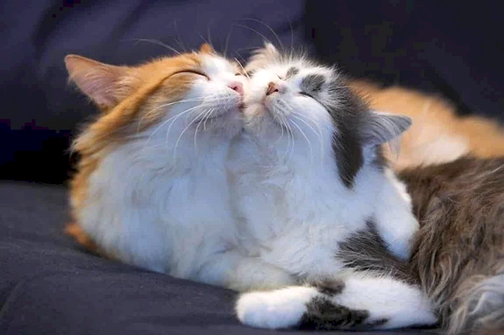 Katzen knuddeln