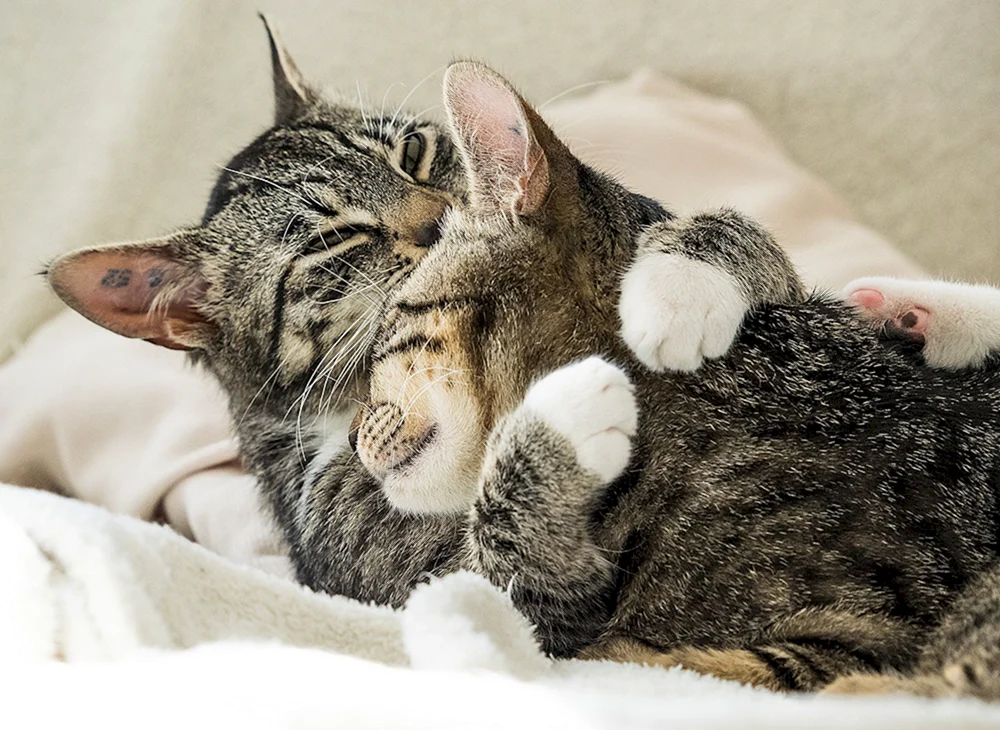 Katzen knuddeln