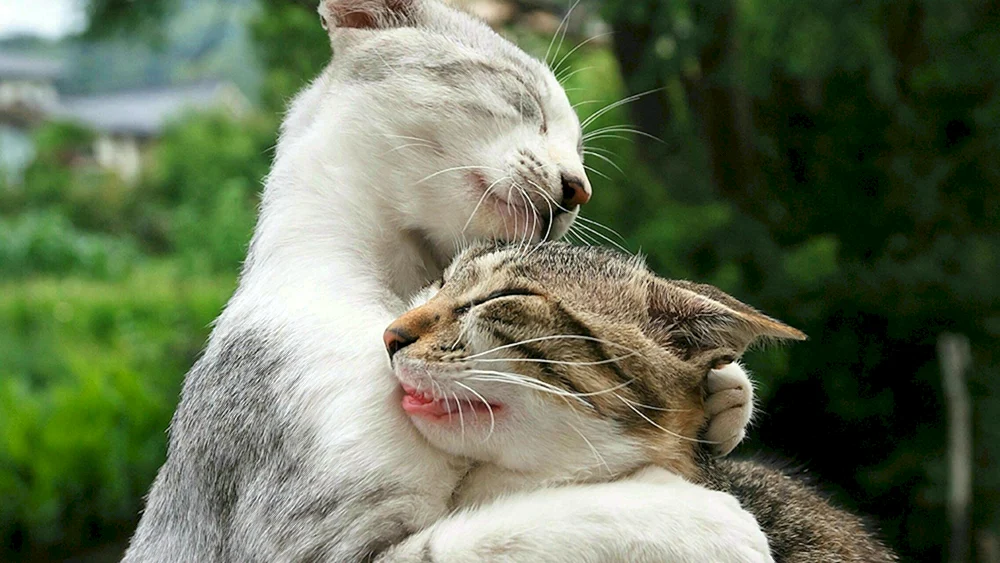 Katzen knuddeln