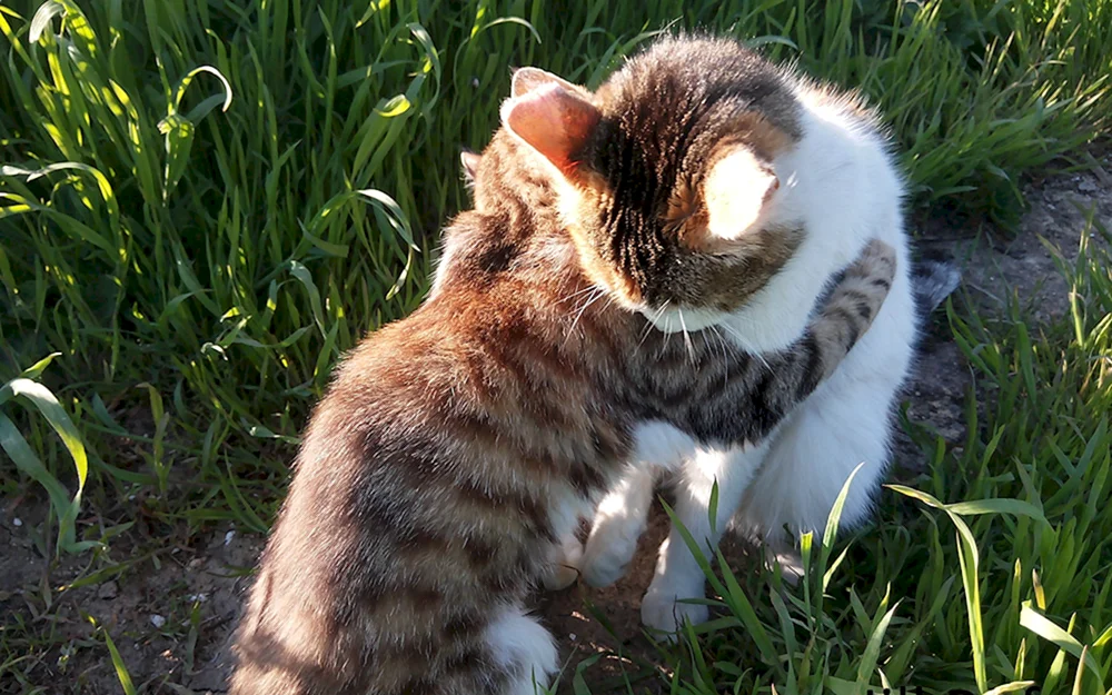Katzen schmusen