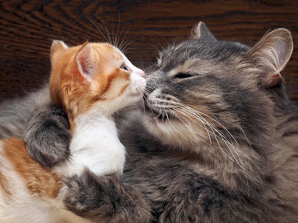 Katzen schmusen