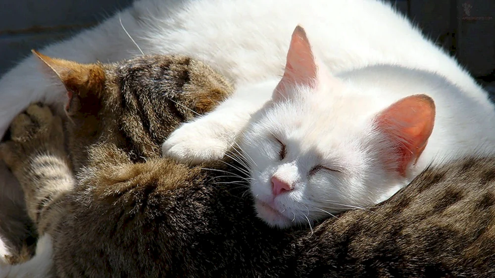 Katzen schmusen