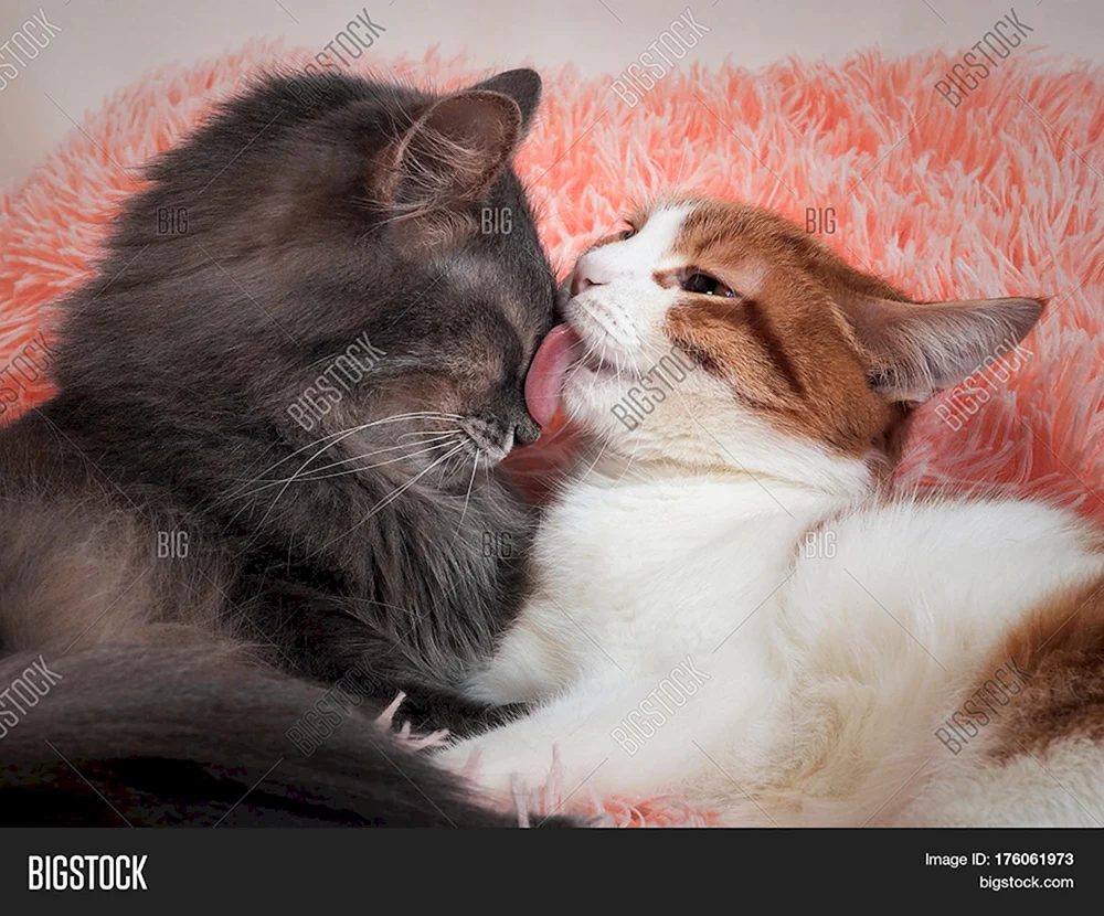 Katzen kuscheln
