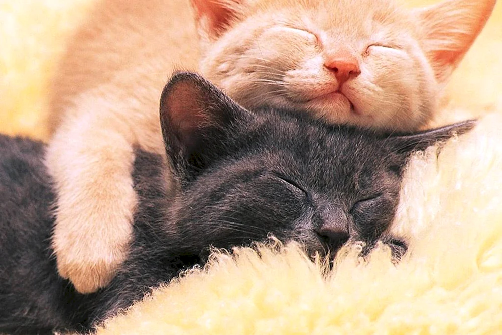 Katzen kuscheln
