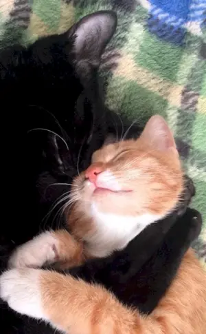 Schmusekatzen