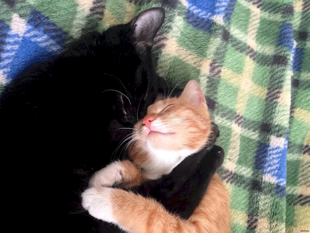Schmusekatzen