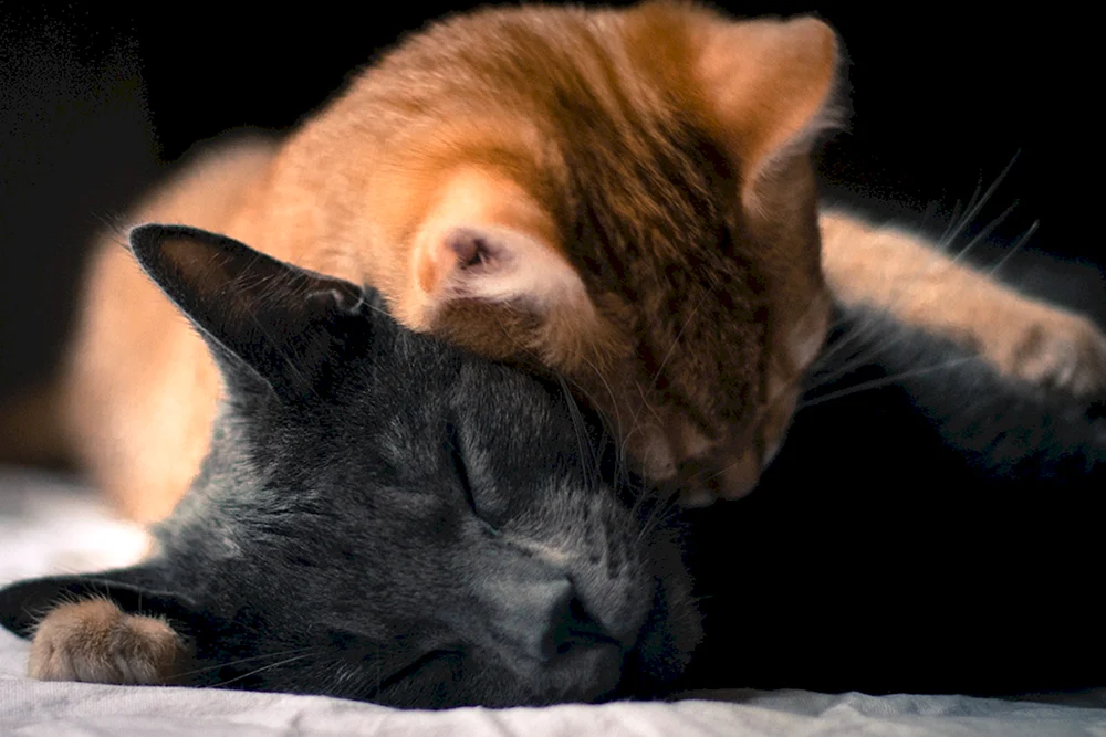 Schmusekatzen