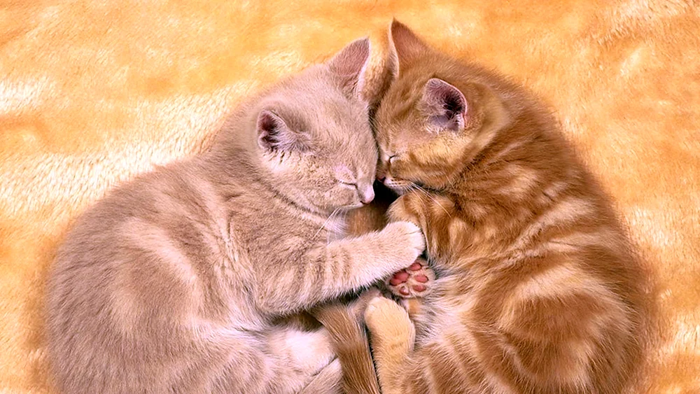 Katzen kuscheln