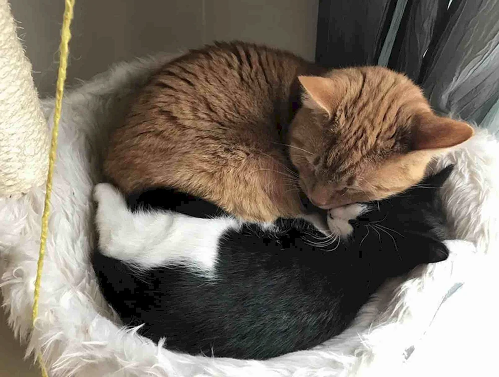 Katzen kuschelnd