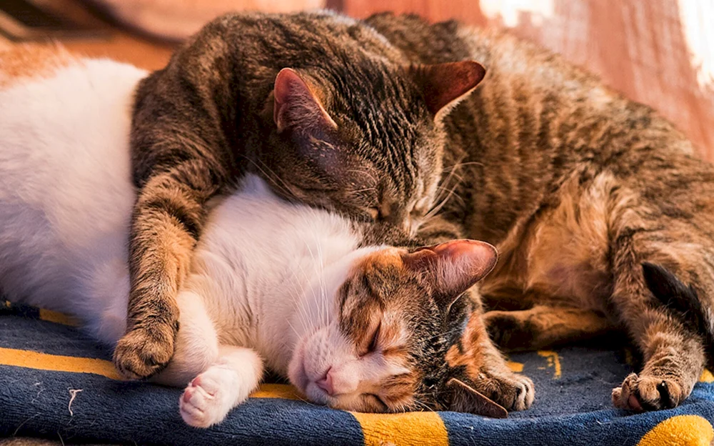 Katzen kuscheln