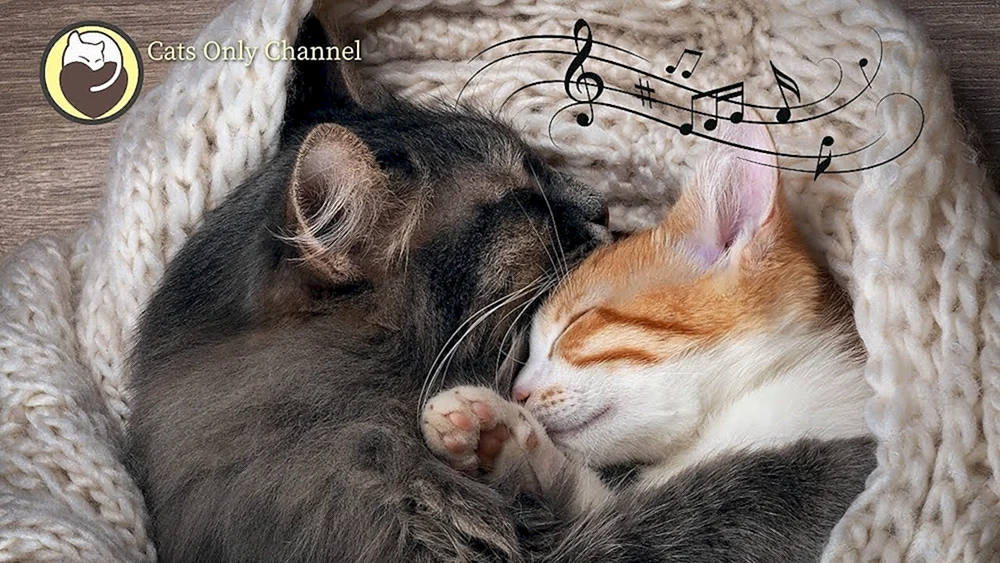 Katzen kuscheln