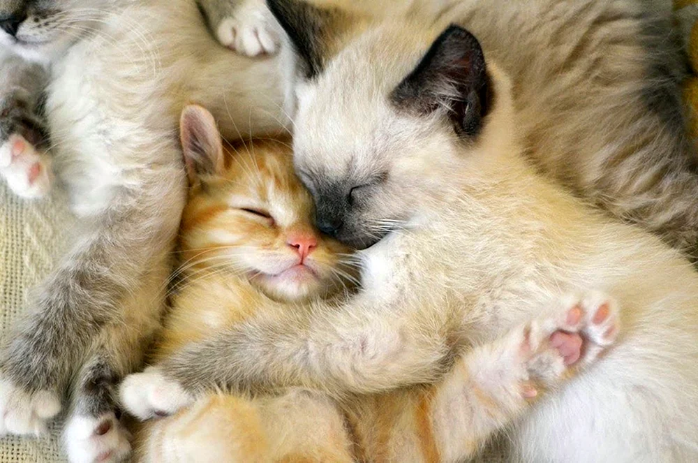 Katzen knuddeln