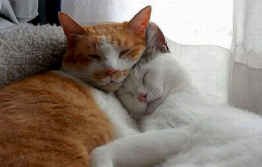 Katzen schmusen