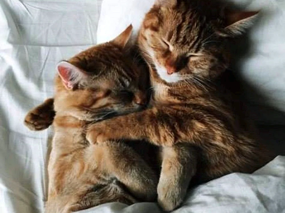 Katzen schmusend verliebt