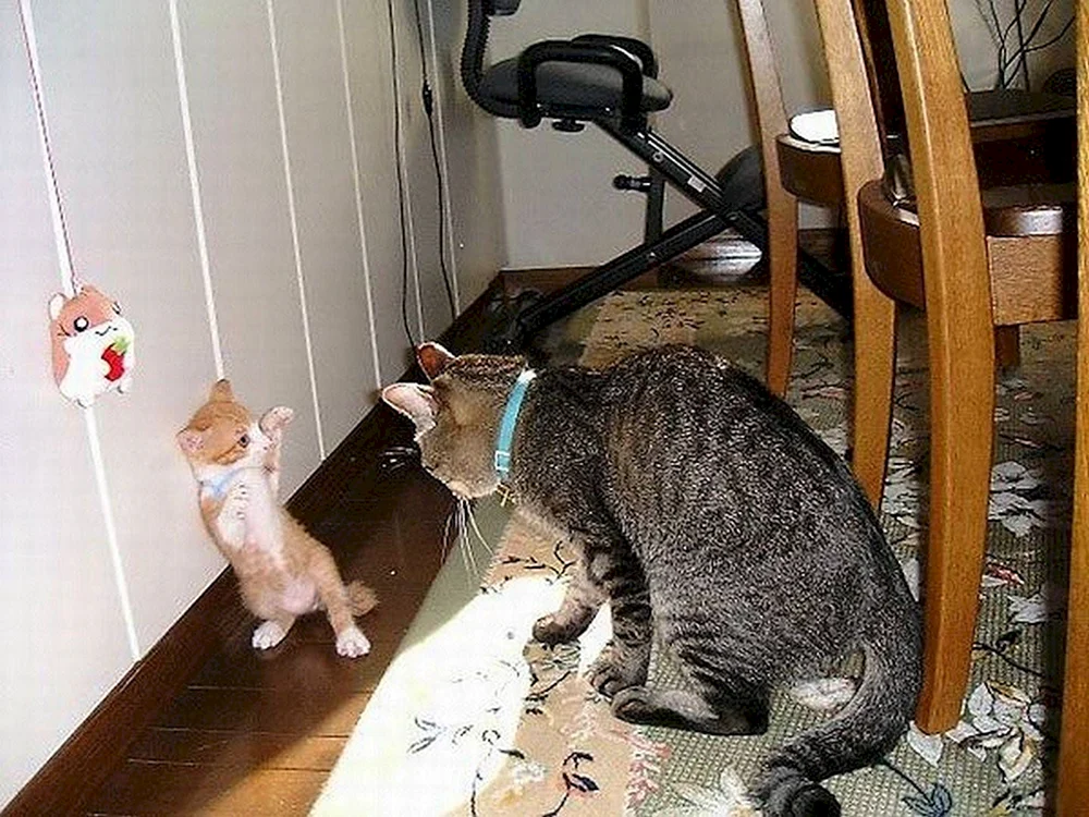 Katzen und Hunde in lustigen Posen