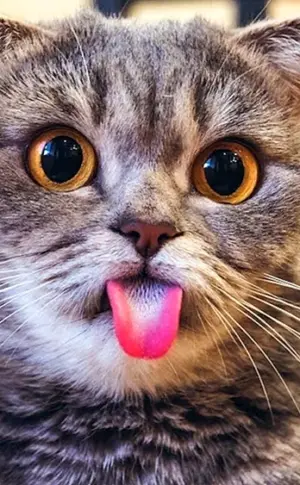 Katzen lustig