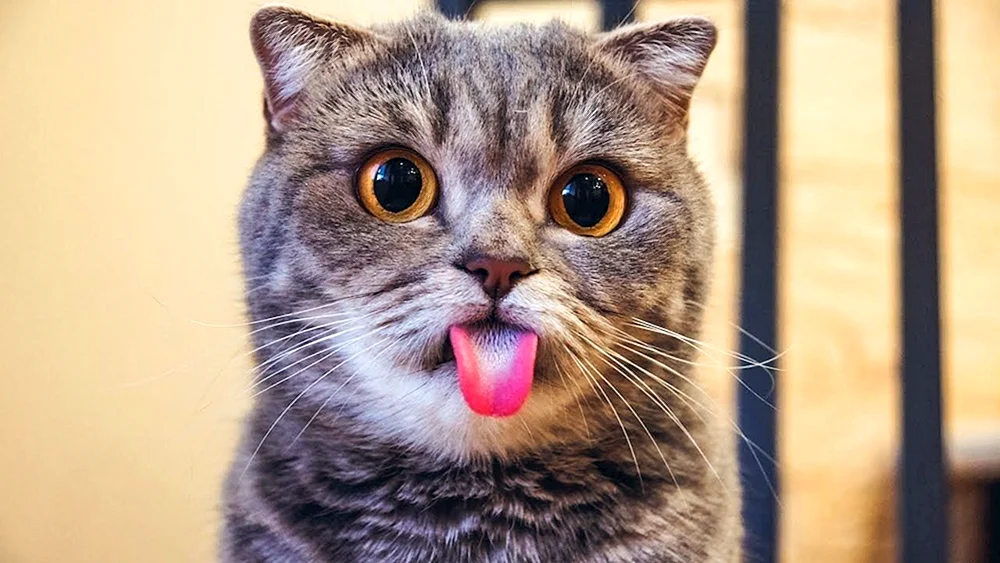 Katzen lustig