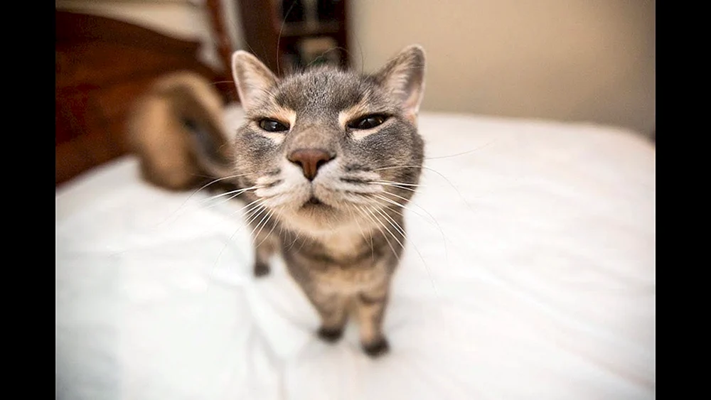 Katzen lustig
