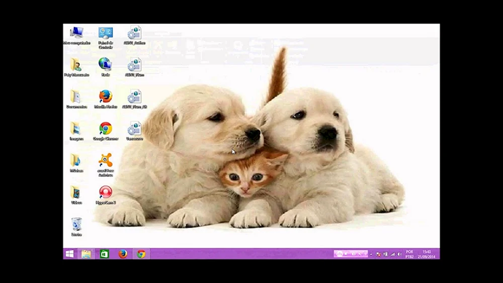Hunde und Katzenbabys