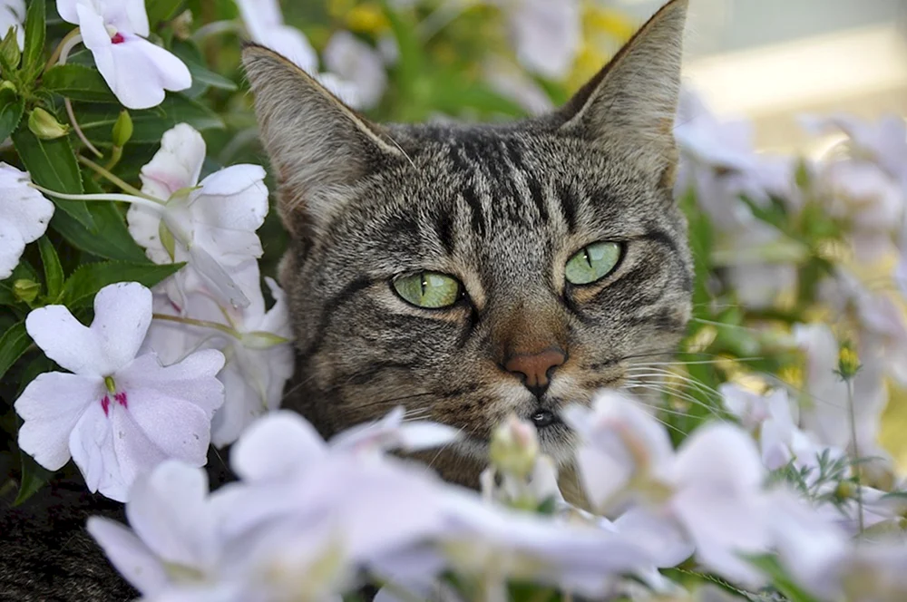 Katze in Blumen