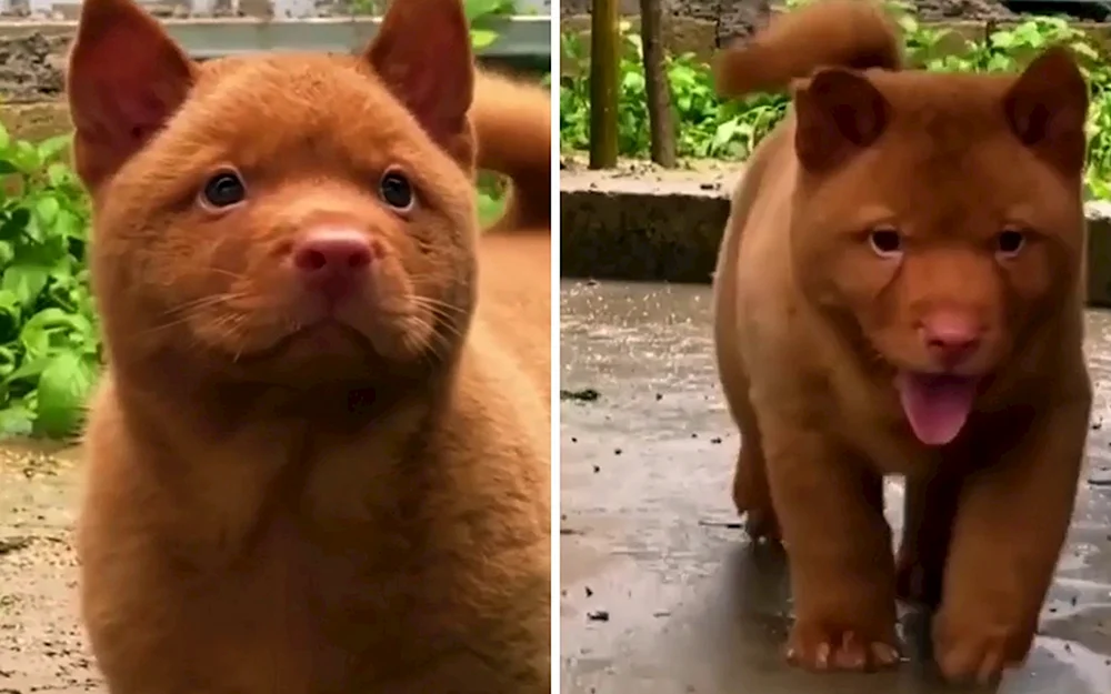 Hmong Sennenhund Rasse