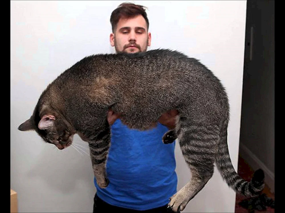Cotosaurus rex