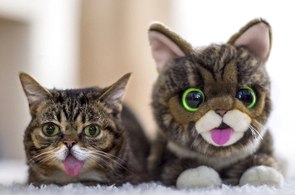 Die faulste Katzenrasse